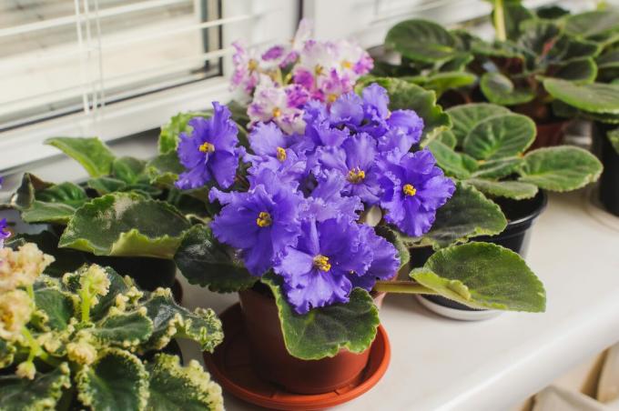 Violeta africana, flor de Saintpaulia en el alféizar de la ventana