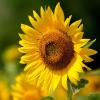 10 sárga virág, amiért megőrülünk