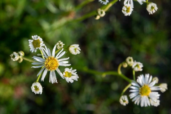 Gettyimages 1139304023 Boltonia Asteroides