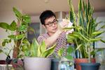 Slaďte své pokojové rostliny s atmosférou práce z domova