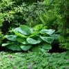 Prednosti Hostasa: enostavna rastlina za gojenje