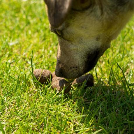 Cachorro farejando cocô de cachorro na grama