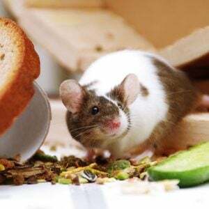 चूहों और अन्य कीटों को अपने घर से कैसे दूर रखें
