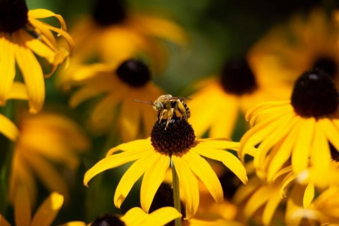 abeja en flores de susan de ojos negros