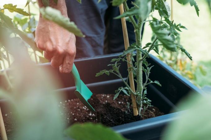 Primer plano de la mano masculina agregando fertilizante a la planta de tomate