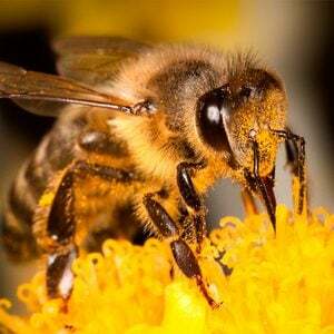 Kā atturēt bites un lapsenes (un noteikt, kurš ir kurš)