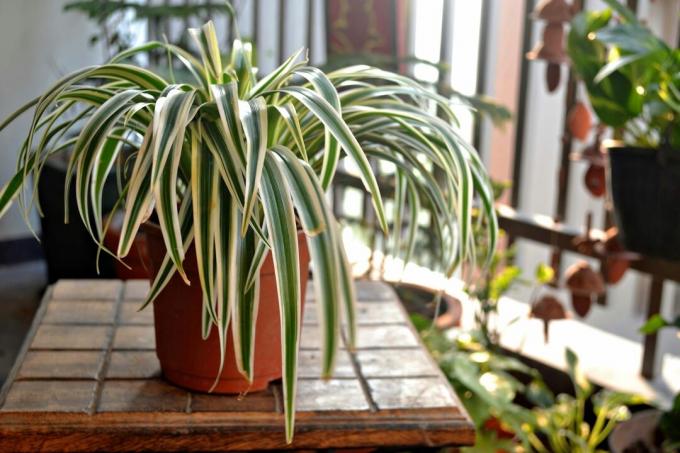 Паяк растение-Домашен балкон-Индия