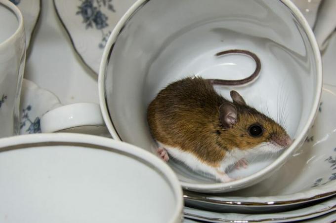 Vista laterale di un topo domestico selvaggio marrone all'interno di una tazza di tè bianca e blu fantasia con altri piatti impilati nell'armadietto. Un roditore è qualcosa che non vorresti trovare nella dispensa della tua cucina.