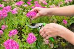 9 καλοκαιρινές συμβουλές κηπουρικής από τους επαγγελματίες