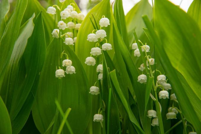 Lirio de los valles May-lily, primer plano de plantas con flores blancas
