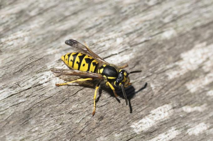 vespa ou jaqueta amarela em madeira desgastada procurando material para o ninho, a praga de vespas no verão é perigosa para quem sofre de alergias, copie o espaço
