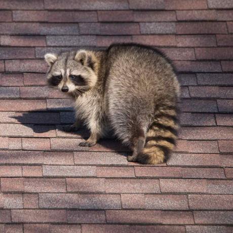 Raccoon-with-a-bushy-tail-on-a-roof
