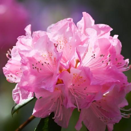 Rododendrs 