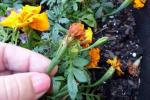 Deadheading Your Flower Garden