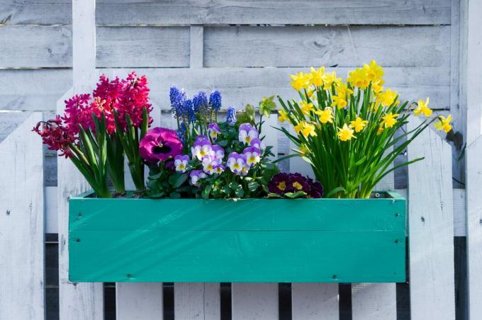 Pot bunga dengan bunga musim semi. Dekorasi rumah dan taman