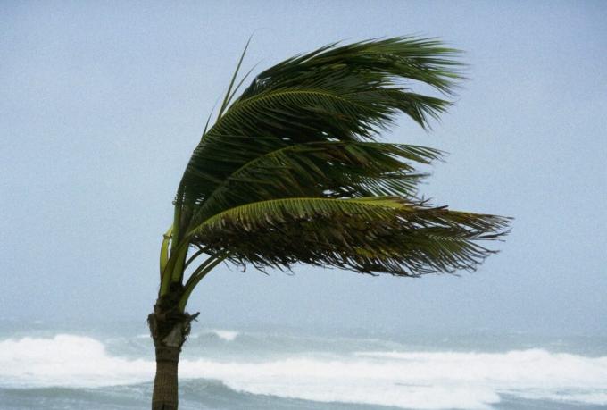 Hurricane Rüzgarlarında Esen Palmiye Ağacı