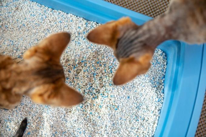 Изглед под голям ъгъл на любопитни котенца Девън Рекс, разглеждащи мръсен котешки пясък в кутия за отпадъци 