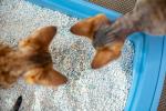 9 consejos y sugerencias sobre la arena para gatos
