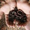 Hoe u wormen naar uw tuin kunt lokken?