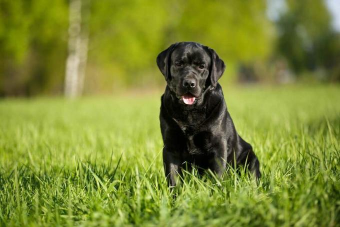 большая черная собака лабрадор ретривер взрослая чистокровная лаборатория весной лето зеленый парк на траве на солнце