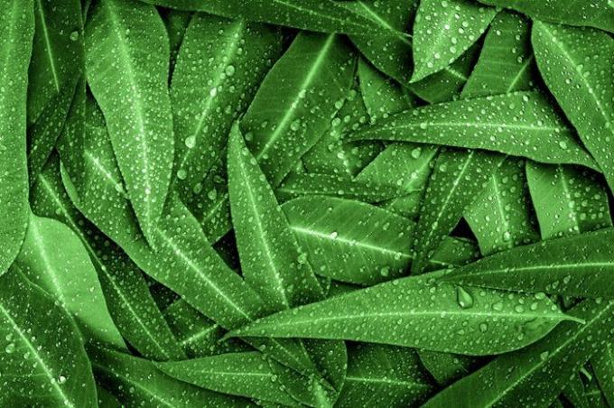Přírodní zelené listy eukalyptu s pozadím dešťové kapky