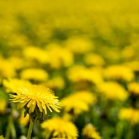 Zbliżenie na pole Dandelions z jasnożółtymi kwiatami