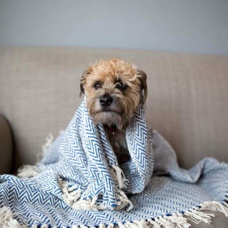 Perro en manta