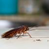 การควบคุมแมลงสาบ: วิธีกำจัดแมลงสาบและกำจัดพวกมัน