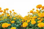 11 λουλούδια χαμηλής συντήρησης που (πρακτικά) δεν μπορείτε να σκοτώσετε