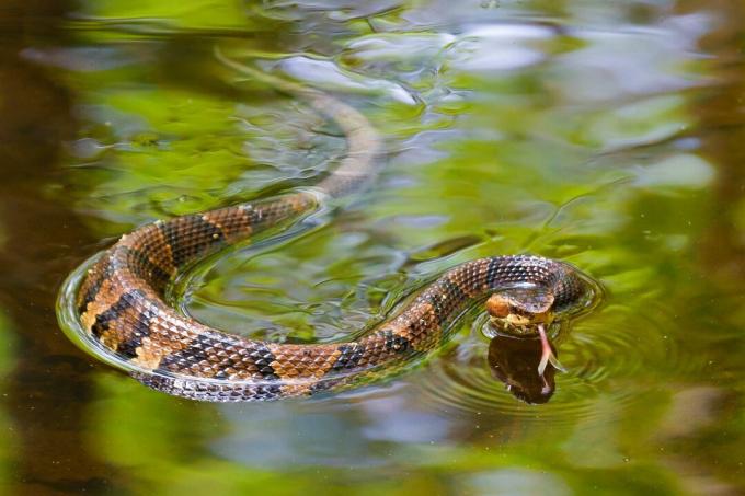 Памучна змија плива