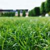 잔디 깎는 기계 블레이드가 날카롭게 해야 한다는 10가지 신호