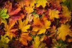 9 ideas de decoración y disfraces de Halloween DIY con hojas de otoño