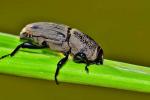 Las larvas del césped: ¿cómo puedo deshacerme de ellas?