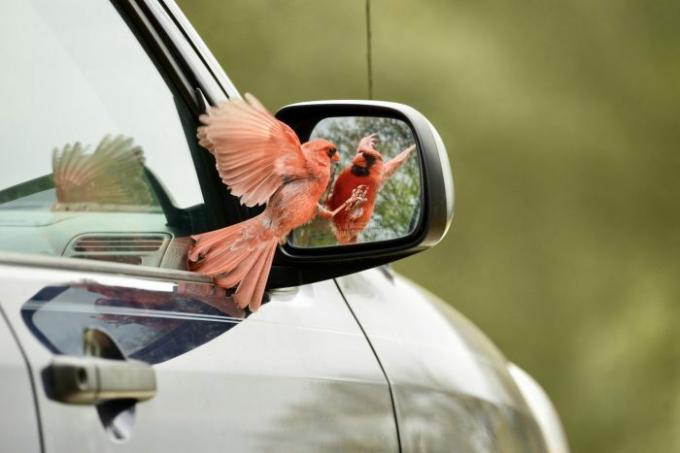 Un cardenal masculino atacando el espejo lateral de un automóvil.