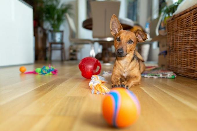 Μικρό σκυλί στο σπίτι στο σαλόνι που παίζει με τα παιχνίδια του