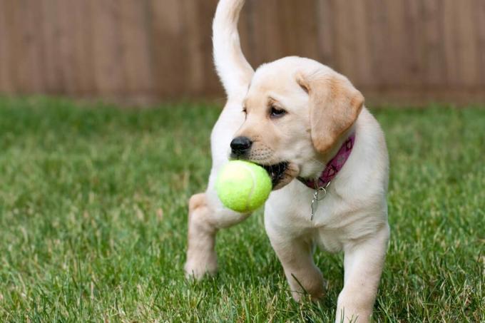 Закройте милый желтый щенок лабрадора, играя с зеленым теннисным мячом в траве на открытом воздухе. Малая глубина резкости.