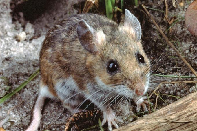 Ποντίκι με λευκά πόδια (Peromyscus Leucopus)