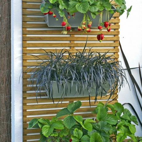 Hinterhofideen für kleine Höfe mit hängenden Pflanzen