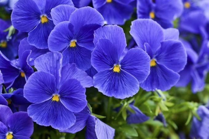 En flok blå violer