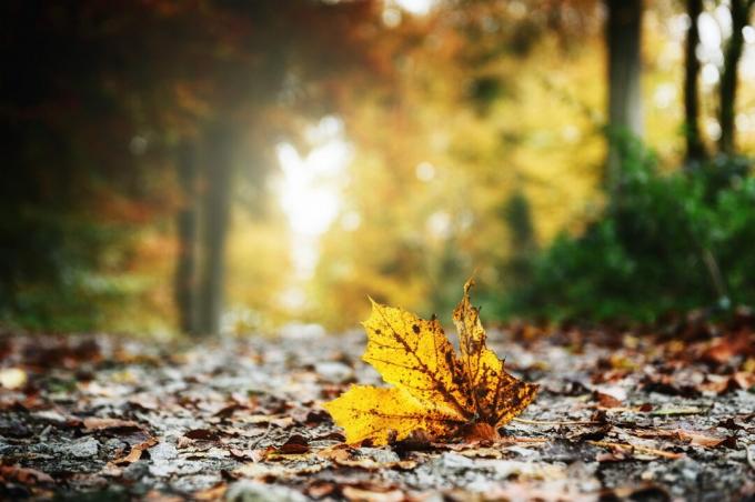 黄色の葉と秋の森の風景 