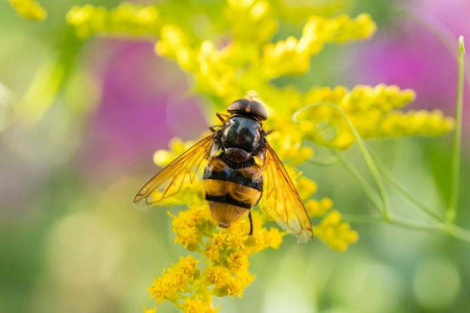 Insectos como moscas de abejas en las flores de la vara de oro de la planta de jardín amarilla recolectando polen y néctar