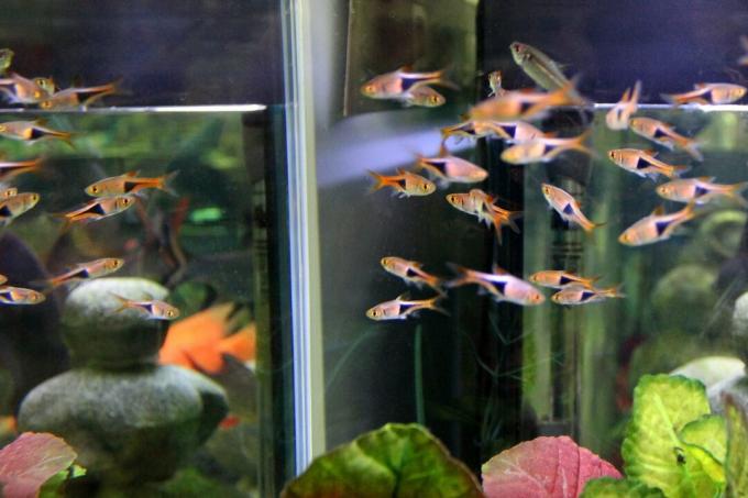 Слика групе акваријума Харлекин расборас тетра тропских риба