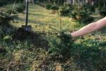 ¿Se puede replantar un árbol de Navidad?