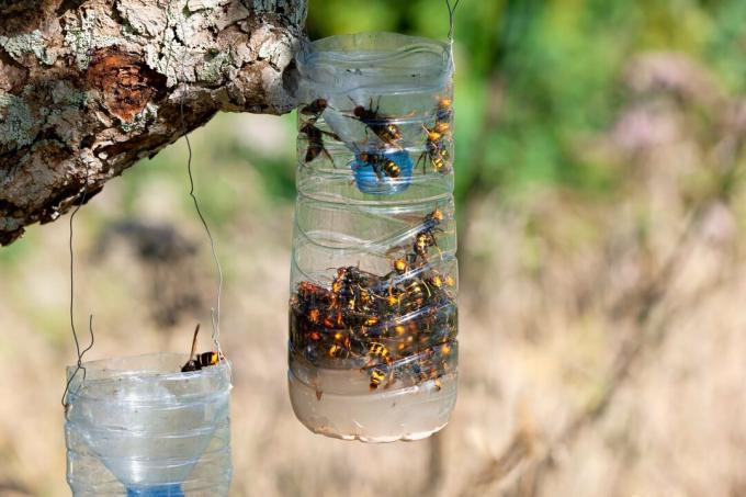 Zelfgemaakte vallen om de invasie van de Aziatische reuzenhoornaar in Spanje te bestrijden