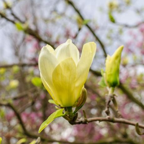 Papillons magnolia Gettyimages 925530126