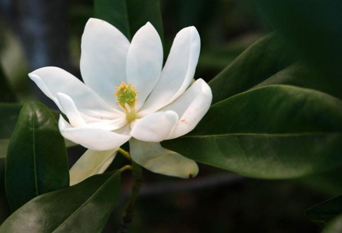 Sweetbay Magnolia flor en flor de cerca