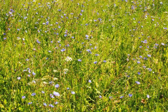 лятно поле с трева и диви цветя, Беларус