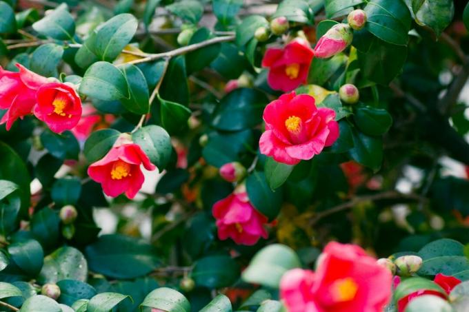 Røde Camellia Blomster