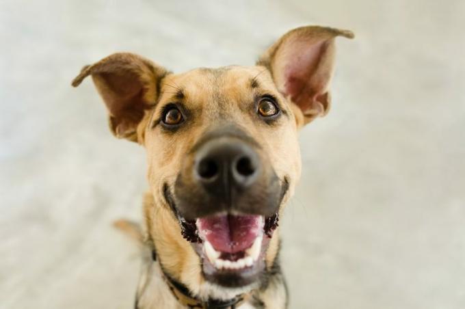 כלב שמח הוא כלב שמח מחייך שנראה מצחיק ונרגש בפה פעור מביט אליך ממש.