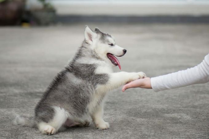 щенок сибирского хаски дает лапу в человеческую руку